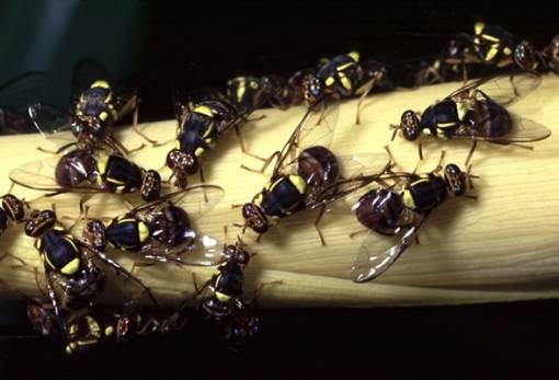 Ενημέρωση για το επιβλαβές έντονο Bactrocera dorsalis από την ΠΕ Λακωνίας