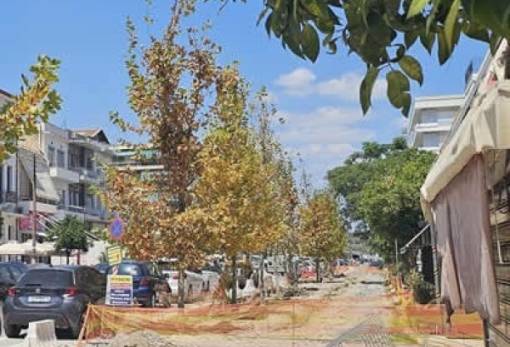 «Τα πλατάνια… της Κ. Παλαιολόγου»