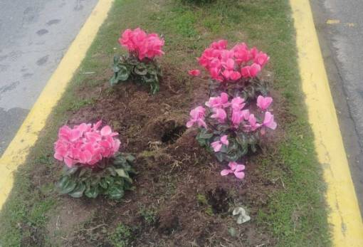 Μια που φυτεύτηκαν, μια που έκαναν… φτερά  τα κυκλάμινα στη Σπάρτη