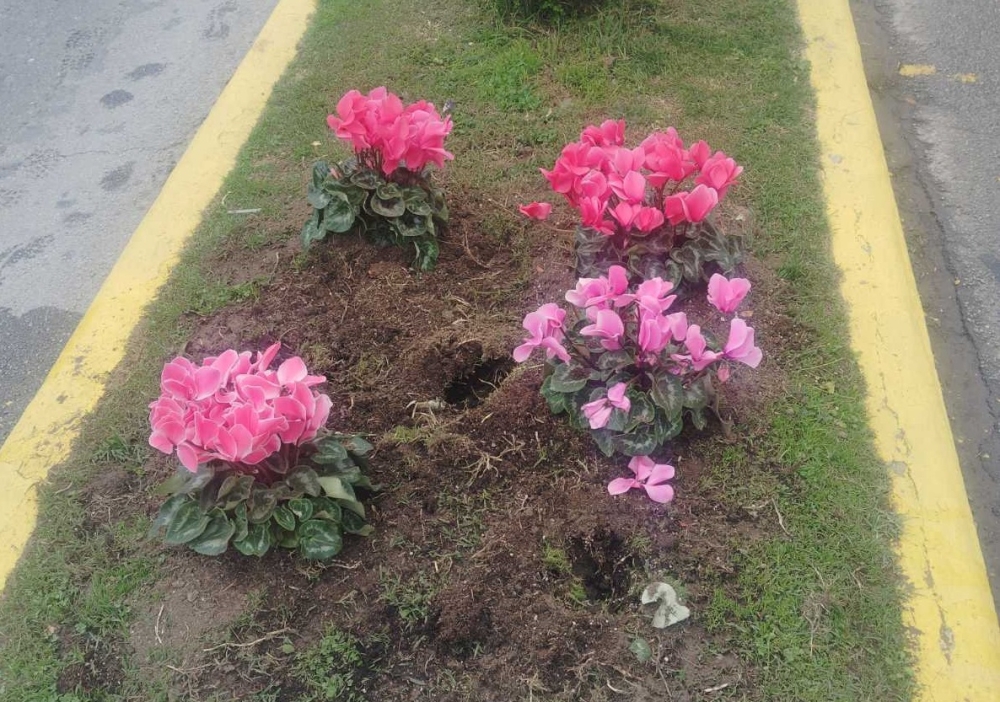 &Mu;&iota;&alpha; &pi;&omicron;&upsilon; &phi;&upsilon;&tau;&epsilon;ύ&tau;&eta;&kappa;&alpha;&nu;, &mu;&iota;&alpha; &pi;&omicron;&upsilon; έ&kappa;&alpha;&nu;&alpha;&nu;&hellip; &phi;&tau;&epsilon;&rho;ά  &tau;&alpha; &kappa;&upsilon;&kappa;&lambda;ά&mu;&iota;&nu;&alpha; &sigma;&tau;&eta; &Sigma;&pi;ά&rho;&tau;&eta;