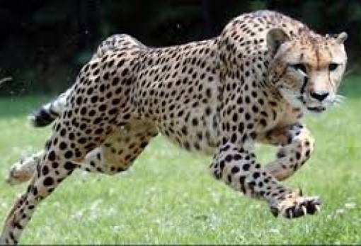 Το αμφιλεγόμενο σχέδιο για επιστροφή των γατόπαρδων στην Ινδία