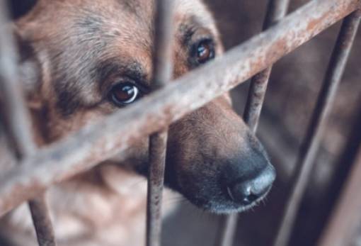 Συνελήφθη για παραμέληση επτά σκύλων