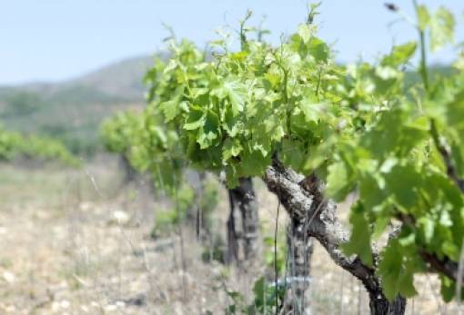 Παράταση προθεσμίας υποβολής αιτήσεων για αναδιάρθρωση και μετατροπή αμπελώνων