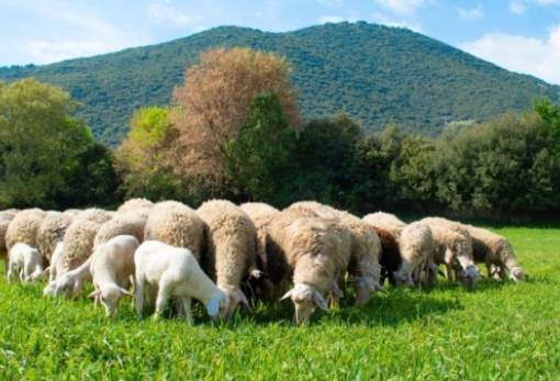 Ευλογιά αιγοπροβάτων: Συναγερμός χωρίς εκπτώσεις ενόψει εορτών