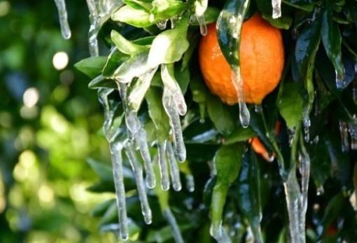 Αποτελέσματα ενστάσεων για τον παγετό του 2022 σε καλλιέργειες του Δ. Μονεμβασίας