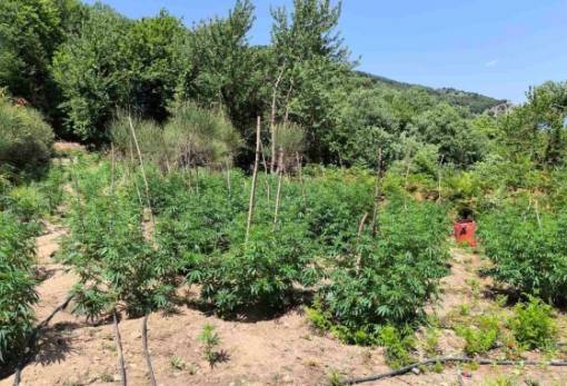 «Χτύπημα» 3,6 εκατ. ευρώ της ΕΛ.ΑΣ: Φυτεία «μαμούθ» ξεριζώθηκε στο Γεωργίτσι