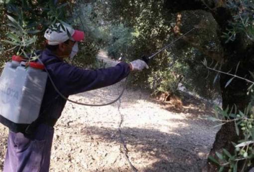 Σε εξέλιξη ψεκασμοί δακοκτονίας στο Δαφνί