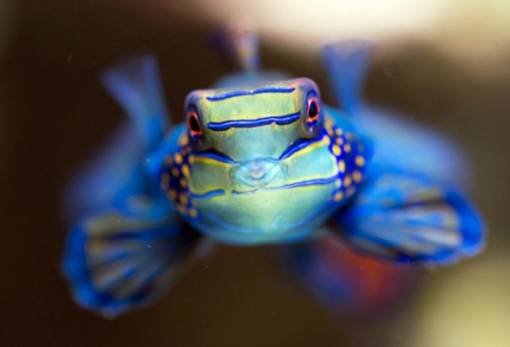 Ερευνητές φιλοδοξούν να διαβάσουν το DNA όλων των ειδών στη Γη