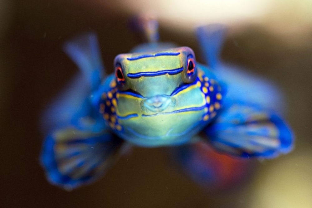 &Epsilon;&rho;&epsilon;&upsilon;&nu;&eta;&tau;έ&sigmaf; &phi;&iota;&lambda;&omicron;&delta;&omicron;&xi;&omicron;ύ&nu; &nu;&alpha; &delta;&iota;&alpha;&beta;ά&sigma;&omicron;&upsilon;&nu; &tau;&omicron; DNA ό&lambda;&omega;&nu; &tau;&omega;&nu; &epsilon;&iota;&delta;ώ&nu; &sigma;&tau;&eta; &Gamma;&eta;