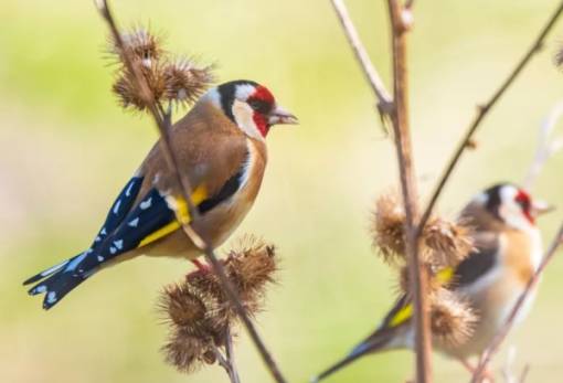 WWF Ελλάς: Έρευνα για το παράνομο εμπόριο άγριων ειδών, κυρίως πτηνών, στην Ελλάδα