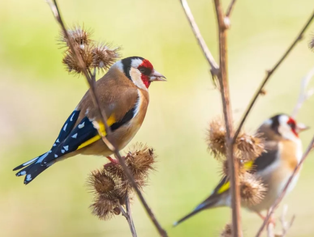WWF &Epsilon;&lambda;&lambda;ά&sigmaf;: Έ&rho;&epsilon;&upsilon;&nu;&alpha; &gamma;&iota;&alpha; &tau;&omicron; &pi;&alpha;&rho;ά&nu;&omicron;&mu;&omicron; &epsilon;&mu;&pi;ό&rho;&iota;&omicron; ά&gamma;&rho;&iota;&omega;&nu; &epsilon;&iota;&delta;ώ&nu;, &kappa;&upsilon;&rho;ί&omega;&sigmaf; &pi;&tau;&eta;&nu;ώ&nu;, &sigma;&tau;&eta;&nu; &Epsilon;&lambda;&lambda;ά&delta;&alpha;