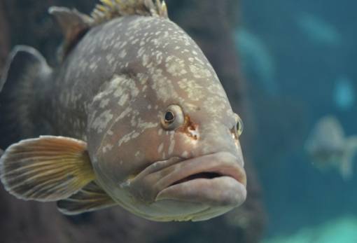 Γιατί ροφοί, σφυρίδες και στήρες πεθαίνουν και ξεβράζονται μαζικά