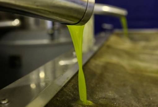 Στα 5,8 ευρώ η τελευταία πώληση ελαιολάδου στη νότια Λακωνία