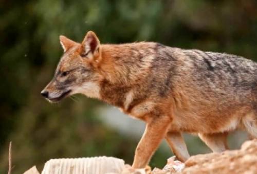 Ψάχνουν για ανάχωμα απέναντι στα τσακάλια