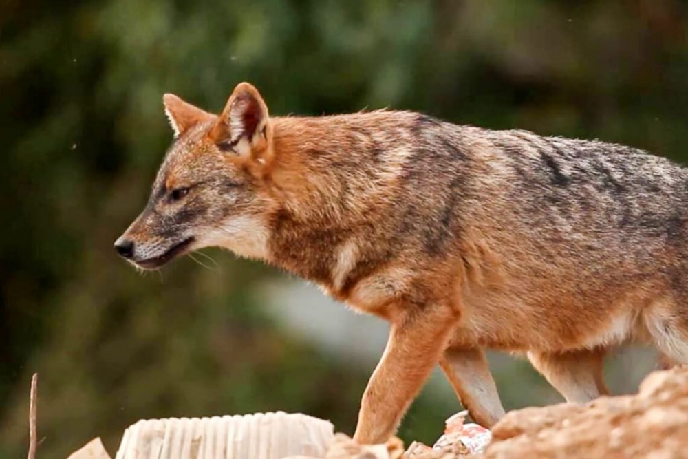 &Psi;ά&chi;&nu;&omicron;&upsilon;&nu; &gamma;&iota;&alpha; &alpha;&nu;ά&chi;&omega;&mu;&alpha; &alpha;&pi;έ&nu;&alpha;&nu;&tau;&iota; &sigma;&tau;&alpha; &tau;&sigma;&alpha;&kappa;ά&lambda;&iota;&alpha;