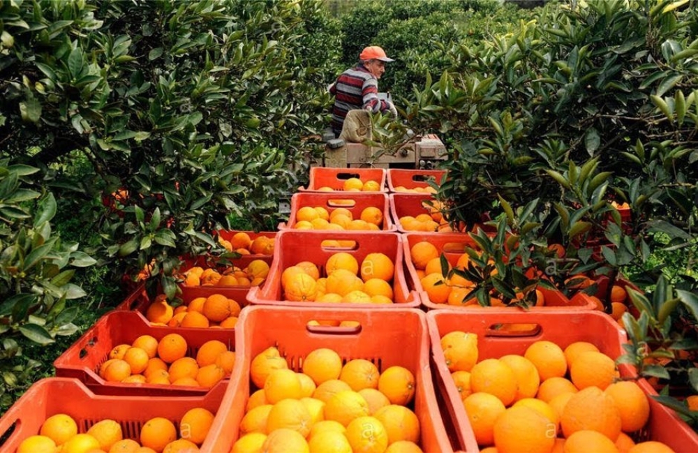 &Sigma;&upsilon;&mu;&mu;&alpha;&chi;ί&alpha; &gamma;&iota;&alpha; &laquo;&kappa;&alpha;&rho;&pi;&omicron;&phi;ό&rho;&alpha;&raquo; &alpha;&gamma;&rho;&omicron;&delta;&iota;&alpha;&tau;&rho;&omicron;&phi;ή &sigma;&tau;&eta;&nu; &Pi;&epsilon;&lambda;&omicron;&pi;ό&nu;&nu;&eta;&sigma;&omicron;