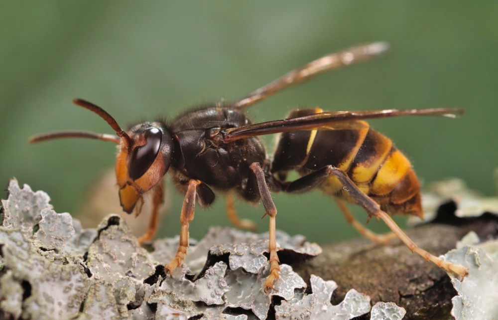 &Omicron;&iota; &alpha;&sigma;&iota;&alpha;&tau;&iota;&kappa;έ&sigmaf; &sigma;&phi;ή&kappa;&epsilon;&sigmaf; &epsilon;&xi;&omicron;&lambda;&omicron;&theta;&rho;&epsilon;ύ&omicron;&upsilon;&nu; &epsilon;&kappa;&alpha;&tau;&omicron;&nu;&tau;ά&delta;&epsilon;&sigmaf; &epsilon;ί&delta;&eta; &epsilon;&nu;&tau;ό&mu;&omega;&nu; &sigma;&tau;&eta;&nu; &Epsilon;&upsilon;&rho;ώ&pi;&eta;
