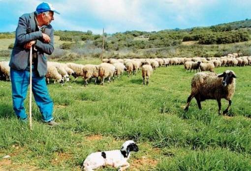 Πληρωμή 7,1 εκατ. ευρώ για 3.750 δικαιούχους κτηνοτρόφους