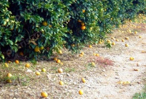 Αναγγελία ζημιάς από χαλάζι στην Κοινότητα Αστερίου