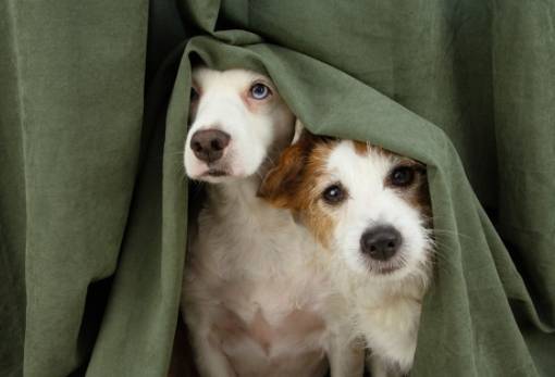 Χνουδωτές Διαδρομές: Στρες και σκύλος