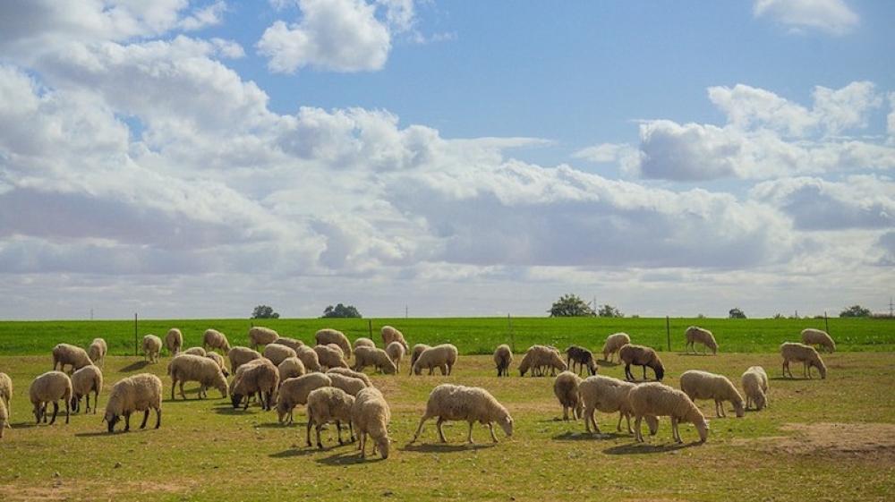 &Kappa;&tau;&eta;&nu;&omicron;&tau;&rho;&omicron;&phi;ί&alpha;: &Xi;&epsilon;&kappa;&iota;&nu;ά &eta; &alpha;&pi;&omicron;&gamma;&rho;&alpha;&phi;ή &zeta;&omega;ϊ&kappa;&omicron;ύ &kappa;&epsilon;&phi;&alpha;&lambda;&alpha;ί&omicron;&upsilon;
