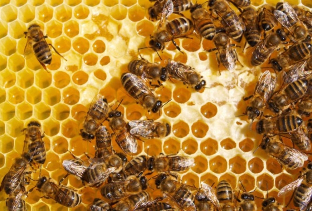 &Pi;&rho;&omicron;&beta;&omicron;&lambda;ή &omicron;&iota;&kappa;&omicron;&lambda;&omicron;&gamma;&iota;&kappa;&omicron;ύ &nu;&tau;&omicron;&kappa;&iota;&mu;&alpha;&nu;&tau;έ&rho; &sigma;&tau;&omicron; &Mu;&omicron;&upsilon;&sigma;&epsilon;ί&omicron; &Epsilon;&lambda;&iota;ά&sigmaf; &kappa;&alpha;&iota; &Lambda;&alpha;&delta;&iota;&omicron;ύ