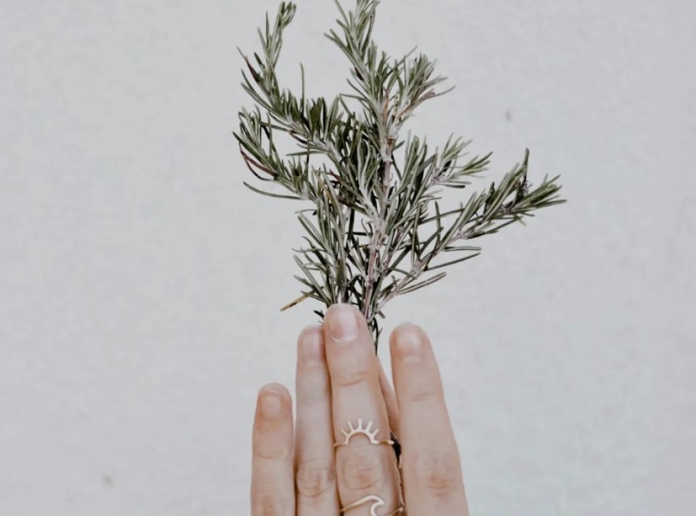 &Pi;&omicron;ύ &nu;&alpha; &tau;&omicron;&pi;&omicron;&theta;&epsilon;&tau;ή&sigma;&epsilon;&iota;&sigmaf; έ&nu;&alpha; &phi;&upsilon;&tau;ό &delta;&epsilon;&nu;&tau;&rho;&omicron;&lambda;ί&beta;&alpha;&nu;&omicron;&upsilon; &gamma;&iota;&alpha; &nu;&alpha; &epsilon;&nu;&epsilon;&rho;&gamma;&omicron;&pi;&omicron;&iota;ή&sigma;&epsilon;&iota;&sigmaf; &tau;&omicron;&nu; &pi;&lambda;&omicron;ύ&tau;&omicron; &sigma;&tau;&omicron; &sigma;&pi;ί&tau;&iota; &sigma;&omicron;&upsilon;