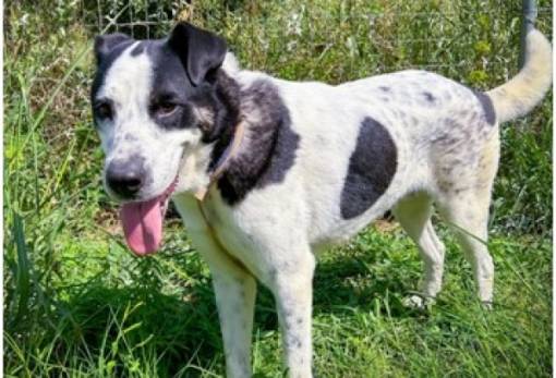 Γνωριμία με τον «Βίκο»