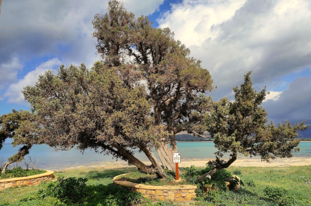 &Alpha;&iota;&omega;&nu;ό&beta;&iota;&omicron; &Delta;έ&nu;&tau;&rho;&omicron; &Epsilon;&lambda;&lambda;&eta;&nu;&iota;&kappa;ή&sigmaf; &Epsilon;&pi;&alpha;&nu;ά&sigma;&tau;&alpha;&sigma;&eta;&sigmaf; &omicron; &kappa;έ&delta;&rho;&omicron;&sigmaf; &tau;&eta;&sigmaf; &Epsilon;&lambda;&alpha;&phi;&omicron;&nu;ή&sigma;&omicron;&upsilon;