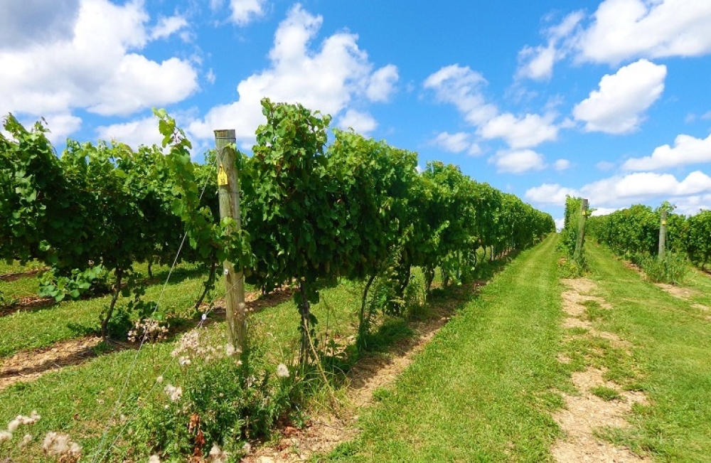 &Alpha;&mu;&pi;έ&lambda;&iota;: &Xi;&epsilon;&kappa;&iota;&nu;ά &eta; &upsilon;&pi;&omicron;&beta;&omicron;&lambda;ή &delta;&eta;&lambda;ώ&sigma;&epsilon;&omega;&nu; &gamma;&iota;&alpha; &tau;&omicron; &nu;έ&omicron; &pi;&rho;ό&gamma;&rho;&alpha;&mu;&mu;&alpha; &alpha;&nu;&alpha;&delta;&iota;ά&rho;&theta;&rho;&omega;&sigma;&eta;&sigmaf;