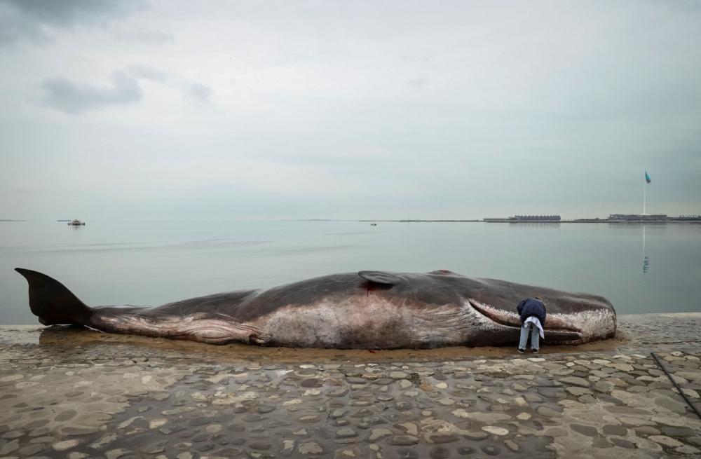 &Alpha;&zeta;&epsilon;&rho;&mu;&pi;&alpha;ϊ&tau;&zeta;ά&nu;: &Tau;&omicron; &epsilon;&nu;&delta;&iota;&alpha;&phi;έ&rho;&omicron;&nu; &chi;&iota;&lambda;&iota;ά&delta;&omega;&nu; &pi;&omicron;&lambda;&iota;&tau;ώ&nu; έ&chi;&epsilon;&iota; &pi;&rho;&omicron;&kappa;&alpha;&lambda;έ&sigma;&epsilon;&iota; &laquo;&nu;&epsilon;&kappa;&rho;ή &phi;ά&lambda;&alpha;&iota;&nu;&alpha;&raquo;