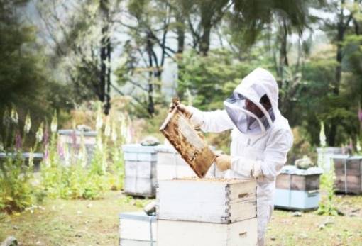 Δωρεάν ταχύρρυθμα σεμινάρια κατάρτισης για μελισσοκόμους από τον ΕΛΓΟ – ΔΗΜΗΤΡΑ