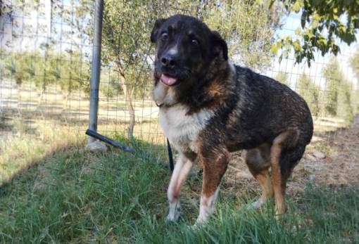 Χνουδωτές διαδρομές: Αυτή είναι η Καζαμπλάνκα!