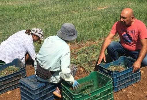 Οργώνει… τη Λακωνία!