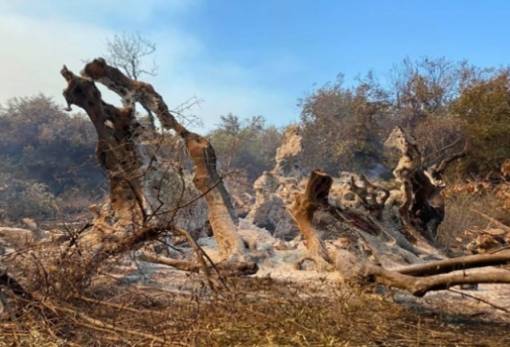 ΕΛΓΑ: Πληρωμή 13,5 εκατ. ευρώ για πυρκαγιές 2021