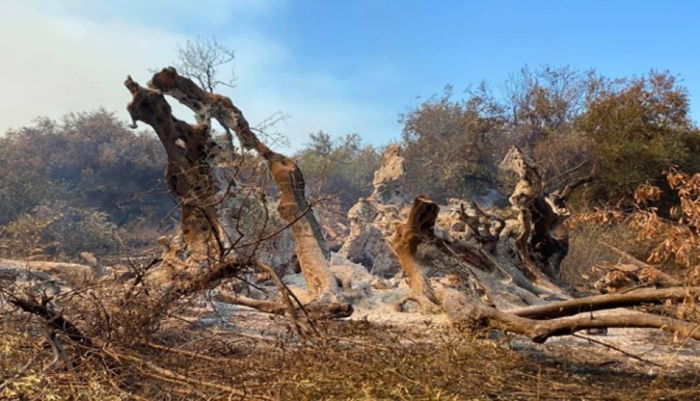 &Epsilon;&Lambda;&Gamma;&Alpha;: &Pi;&lambda;&eta;&rho;&omega;&mu;ή 13,5 &epsilon;&kappa;&alpha;&tau;. &epsilon;&upsilon;&rho;ώ &gamma;&iota;&alpha; &pi;&upsilon;&rho;&kappa;&alpha;&gamma;&iota;έ&sigmaf; 2021