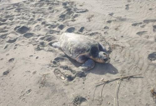 Τραυματισμένη γιγάντια χελώνα στο Έλος (ΦΩΤΟ)