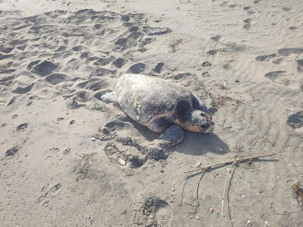 &Tau;&rho;&alpha;&upsilon;&mu;&alpha;&tau;&iota;&sigma;&mu;έ&nu;&eta; &gamma;&iota;&gamma;ά&nu;&tau;&iota;&alpha; &chi;&epsilon;&lambda;ώ&nu;&alpha; &sigma;&tau;&omicron; Έ&lambda;&omicron;&sigmaf; (&Phi;&Omega;&Tau;&Omicron;)