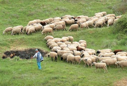 Γενετικοί πόροι στην κτηνοτροφία:  Εγκρίθηκε η διάθεση πίστωσης 1.082.594,85€