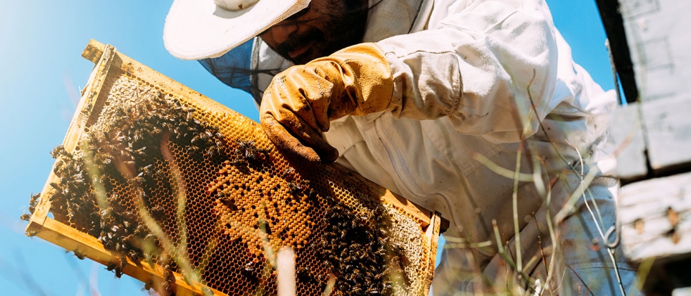 &Alpha;&lambda;&lambda;&alpha;&gamma;έ&sigmaf; &sigma;&tau;&omicron; &pi;&rho;ό&gamma;&rho;&alpha;&mu;&mu;&alpha; &tau;&eta;&sigmaf; &mu;&epsilon;&lambda;&iota;&sigma;&sigma;&omicron;&kappa;&omicron;&mu;ί&alpha;&sigmaf;