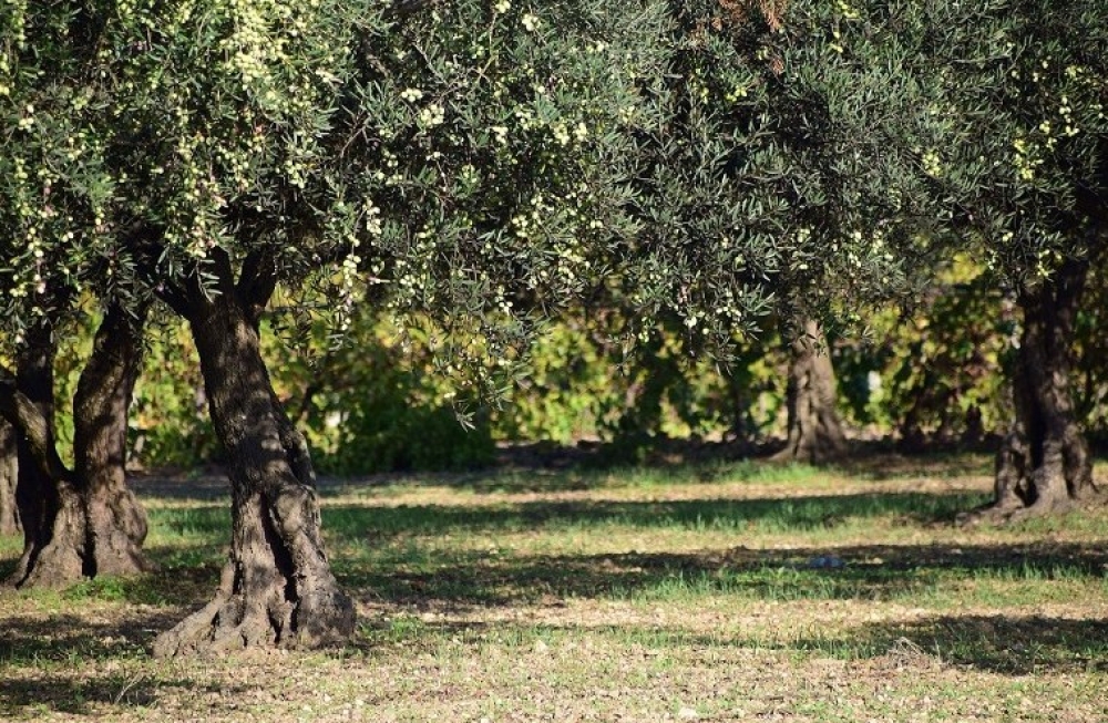 &Upsilon;&pi;&omicron;&beta;&omicron;&lambda;ή &delta;&eta;&lambda;ώ&sigma;&epsilon;&omega;&nu; &sigma;&tau;&omicron;&nu; &Epsilon;&Lambda;&Gamma;&Alpha; &gamma;&iota;&alpha; &tau;&eta;&nu; &pi;&tau;ώ&sigma;&eta; &alpha;&theta;&eta;&nu;&omicron;&lambda;&iota;ά&sigmaf; έ&omega;&sigmaf; 23 &Iota;&alpha;&nu;&omicron;&upsilon;&alpha;&rho;ί&omicron;&upsilon;