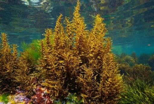 Η θάλασσα χωρίς ακτές που «αναπνέει» για όλον τον πλανήτη