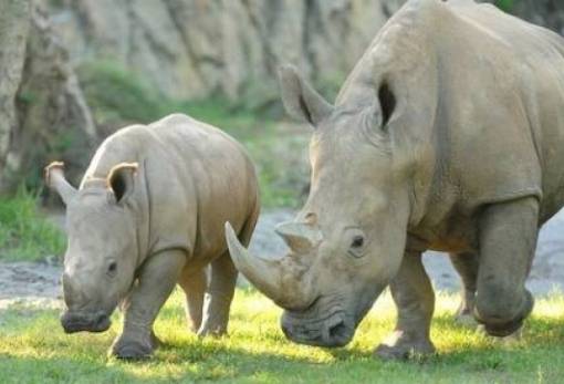 Λευκός ρινόκερος ταξίδεψε στην Ιαπωνία «για να ζευγαρώσει