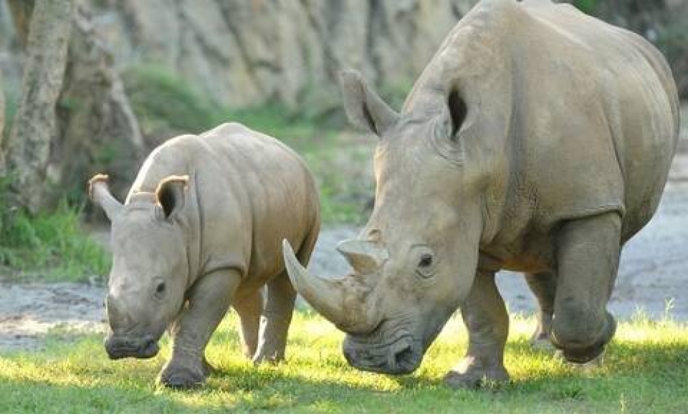 &Lambda;&epsilon;&upsilon;&kappa;ό&sigmaf; &rho;&iota;&nu;ό&kappa;&epsilon;&rho;&omicron;&sigmaf; &tau;&alpha;&xi;ί&delta;&epsilon;&psi;&epsilon; &sigma;&tau;&eta;&nu; &Iota;&alpha;&pi;&omega;&nu;ί&alpha; &laquo;&gamma;&iota;&alpha; &nu;&alpha; &zeta;&epsilon;&upsilon;&gamma;&alpha;&rho;ώ&sigma;&epsilon;&iota;