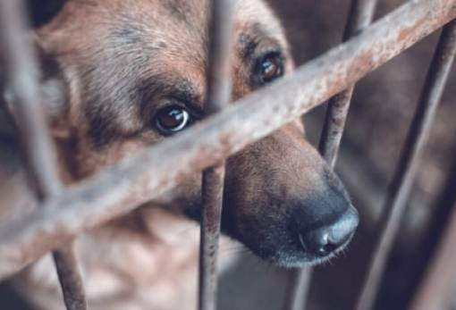 Συνελήφθη για παραμέληση των κατοικίδιών του