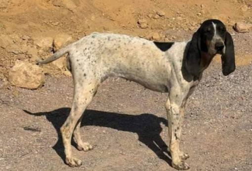 Χνουδωτές Διαδρομές: Υιοθετήστε την Άντζελα!