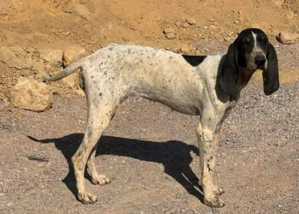 &Chi;&nu;&omicron;&upsilon;&delta;&omega;&tau;έ&sigmaf; &Delta;&iota;&alpha;&delta;&rho;&omicron;&mu;έ&sigmaf;: &Upsilon;&iota;&omicron;&theta;&epsilon;&tau;ή&sigma;&tau;&epsilon; &tau;&eta;&nu; Ά&nu;&tau;&zeta;&epsilon;&lambda;&alpha;!