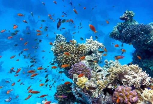 Οι υψηλές θερμοκρασίες απειλούν τα κοράλλια των ωκεανών