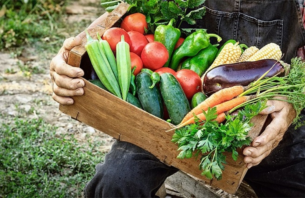 &Epsilon;&Epsilon;: &Pi;&lambda;&epsilon;&omicron;&nu;&alpha;&sigma;&mu;&alpha;&tau;&iota;&kappa;ό &tau;&omicron; &epsilon;&mu;&pi;ό&rho;&iota;&omicron; &alpha;&gamma;&rho;&omicron;&tau;&iota;&kappa;ώ&nu;  &pi;&rho;&omicron;ϊό&nu;&tau;&omega;&nu; &tau;&omicron; &pi;&rho;ώ&tau;&omicron; &epsilon;&xi;ά&mu;&eta;&nu;&omicron; &tau;&omicron;&upsilon; 2024