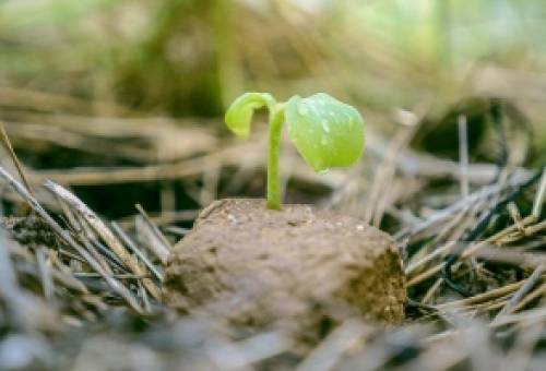 Εργαστήρι φυσικής καλλιέργειας με τον Παναγιώτη Μανίκη